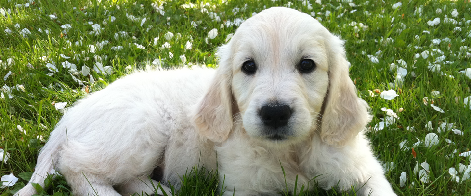 Daily mid-day visits for puppies helps maintain a consistent housebreaking schedule.